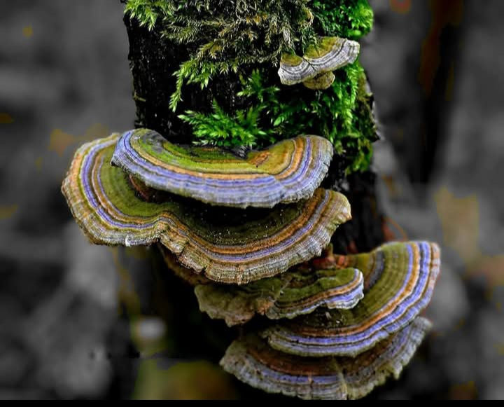 Close-up of turkey tale mushrooms with a blurred background